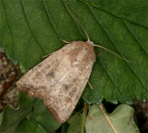 Réf. 71 838 : Hoplodrina sp.