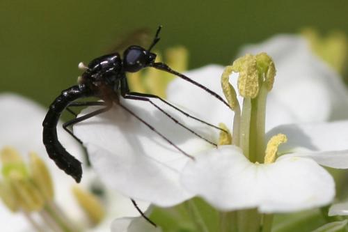 Eclimus gracilis