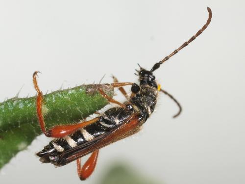 Stenopterus rufus