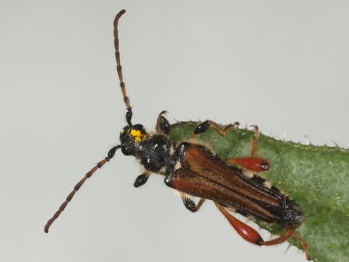 Réf. 71 744 : Stenopterus rufus