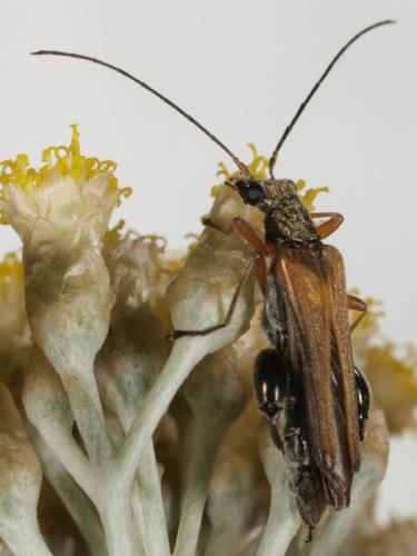 Oedemera podagrariae