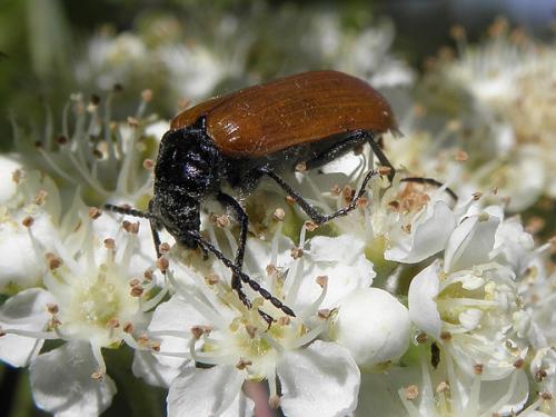 Omophlus lepturoides
