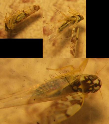 Réf. 71 710 : Eupteryx sp.