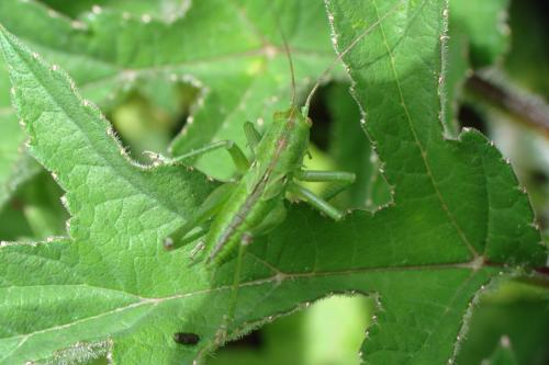 Tettigonia viridissima