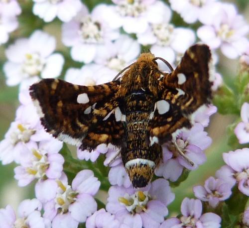 Thyris fenestrella