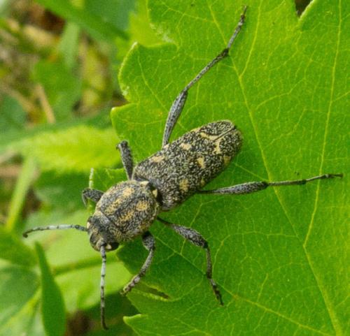 Rusticoclytus pantherinus