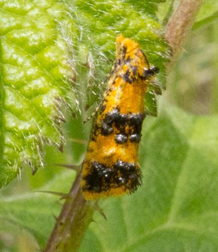 Réf. 71 174 : Commophila aeneana