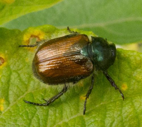 Réf. 71 680 : Phyllopertha horticola