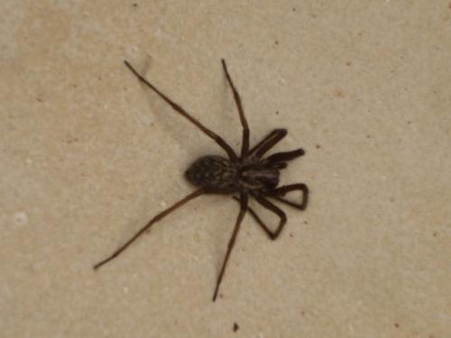 Eratigena atrica