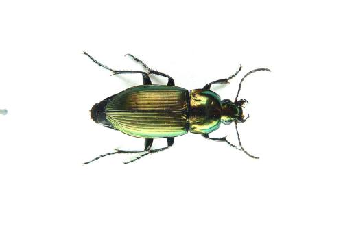 Réf. 71 649 : Poecilus sp.