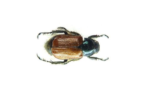 Phyllopertha horticola