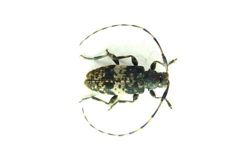 Leiopus sp.