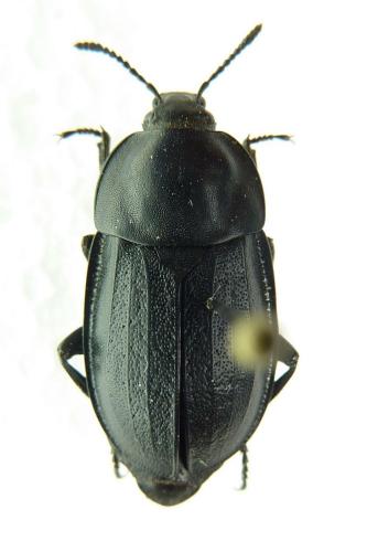 Réf. 71 708 : Silpha obscura