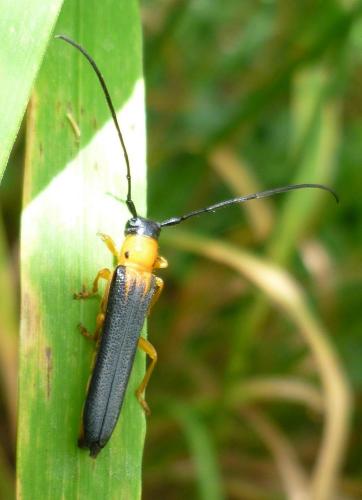 Oberea pupillata