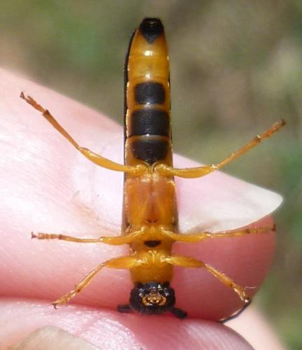 Oberea pupillata