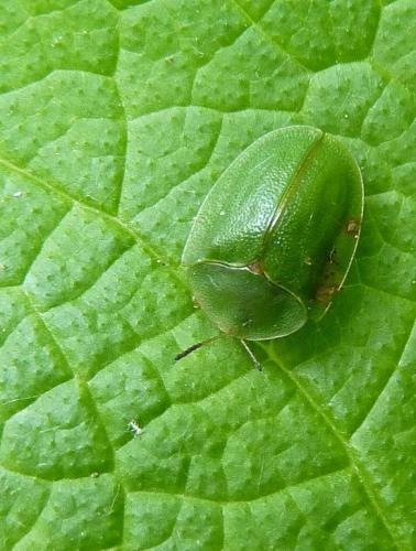 Réf. 71 668 : Cassida viridis