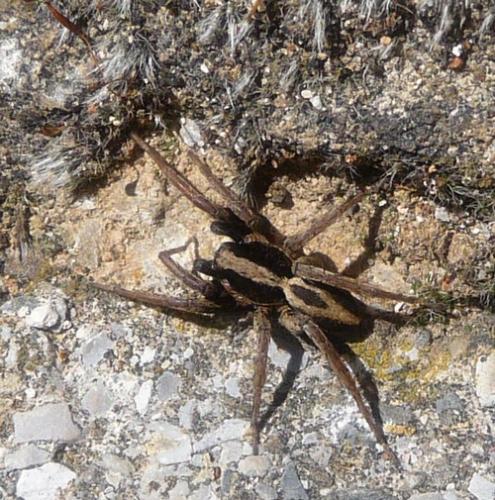 Alopecosa albofasciata