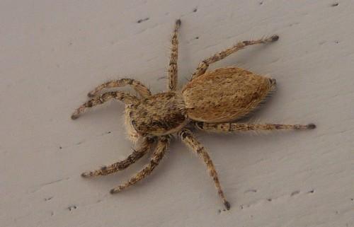 Menemerus taeniatus