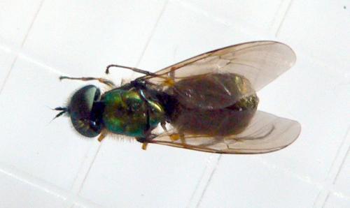 Réf. 71 189 : Chloromyia formosa