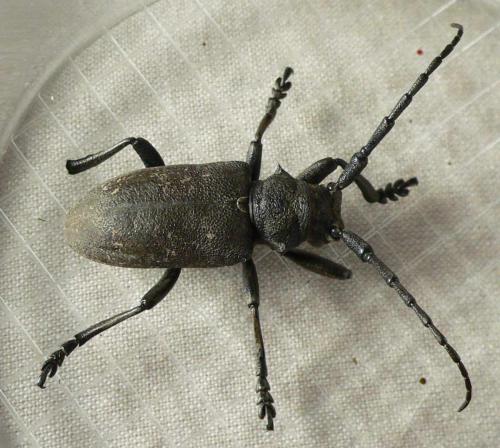 Réf. 71 563 : Lamia textor