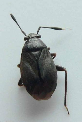 Réf. 71 797 : Capsus ater