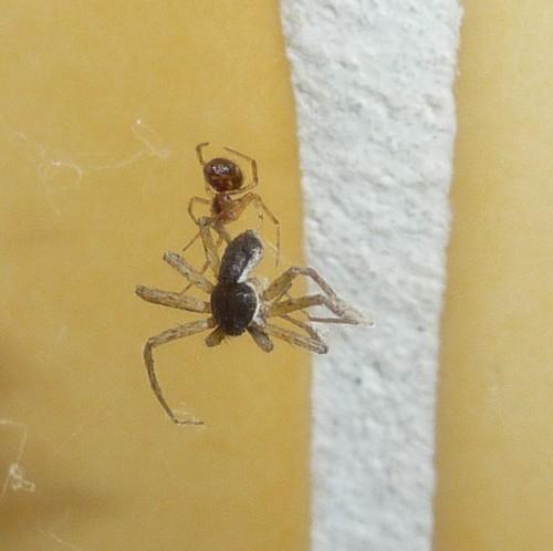 Philodromus dispar