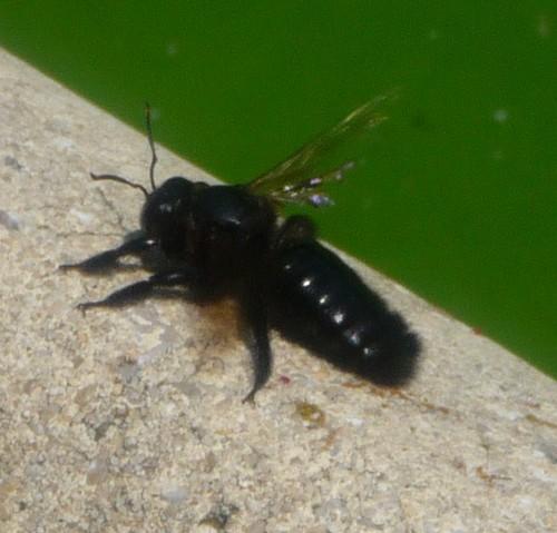 Xylocopa violacea