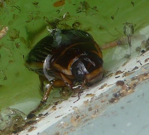 Dytiscus sp.