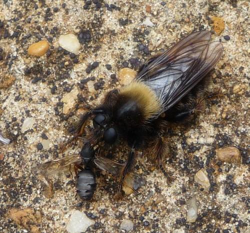 Réf. 71 333 : Laphria ephippium