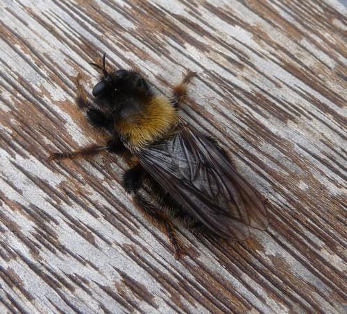 Réf. 71 334 : Laphria ephippium
