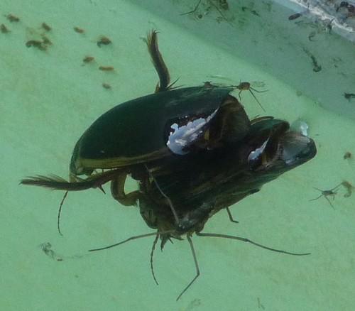 Dytiscus sp.