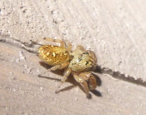 Macaroeris nidicolens