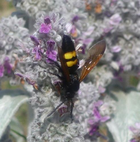 Réf. 71 997 : Megascolia maculata