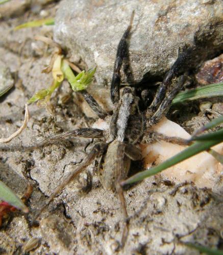 Alopecosa barbipes