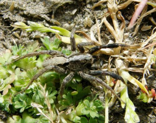 Réf. 71 819 : Alopecosa barbipes