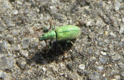 Phyllobius argentatus