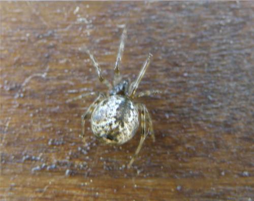 Parasteatoda tepidariorum
