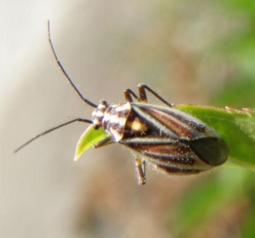 Horistus orientalis