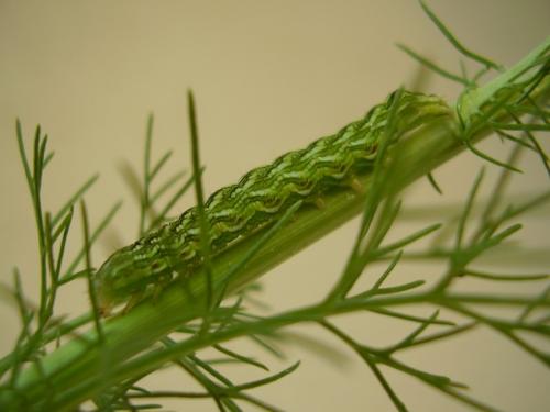 Cucullia chamomillae
