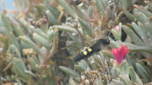 Megascolia maculata maculata