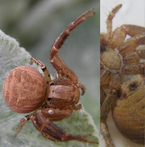 Réf. 71 795 : Xysticus sp.