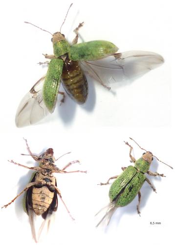 Pachyrhinus lethierryi