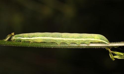 Réf. 71 647 : Polymixis flavicincta