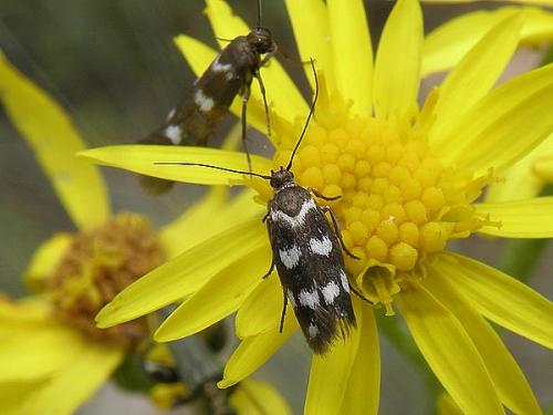 Réf. 71 259 : Scythris scopolella
