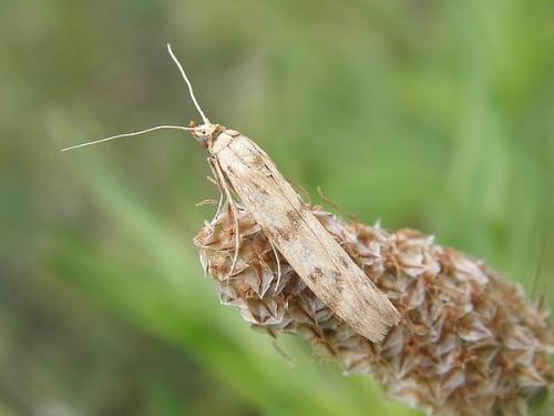 Homoeosoma sinuella