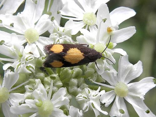 Pammene aurana
