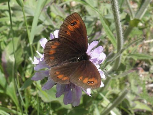Erebia meolans
