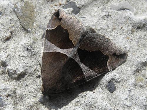 Réf. 71 102 : Dysgonia algira