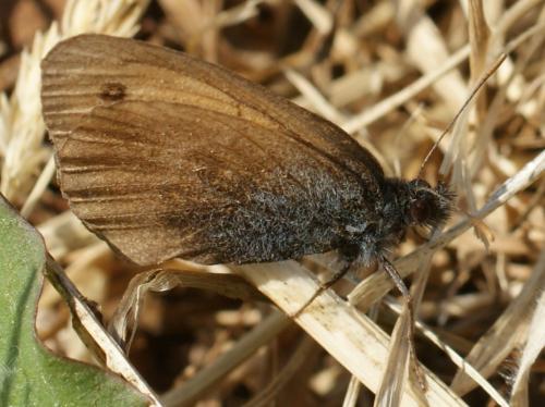 Réf. 71 522 : Coenonympha pamphilus