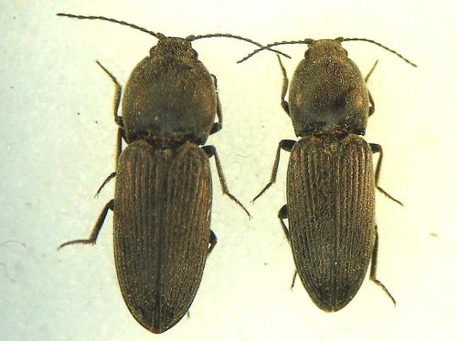 Paracardiophorus musculus